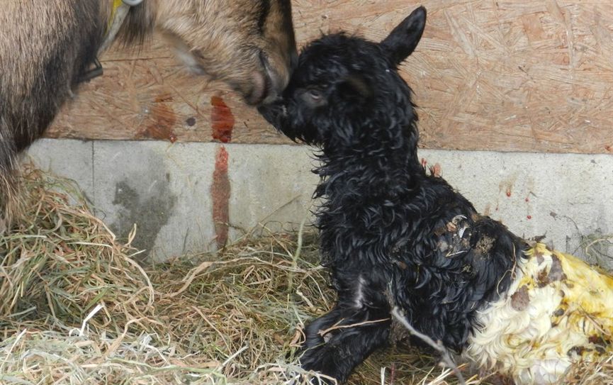 Die liebevolle Ziegenmutter umsorgt ihr gerade geborenes Junges. Foto: eb