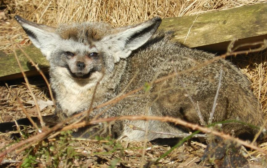 Löffelhund Max genießt die Sonnenstrahlen. Foto: eb