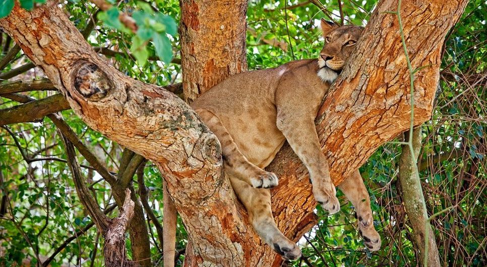 Queen Elizabeth National Park: Im südlichen Teil bekommt man mit etwas Glück einige Löwen zu Gesicht, die in den Big Trees faul herumliegen. Foto: djd/Abendsonne Afrika/Jürgen Ritterbach