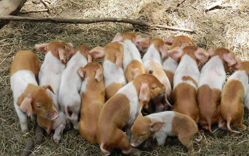 Großer Wurf Ferkelchen „Rote Husumer“ im Beverstedter Tierpark Cux-Art.  Foto: eb