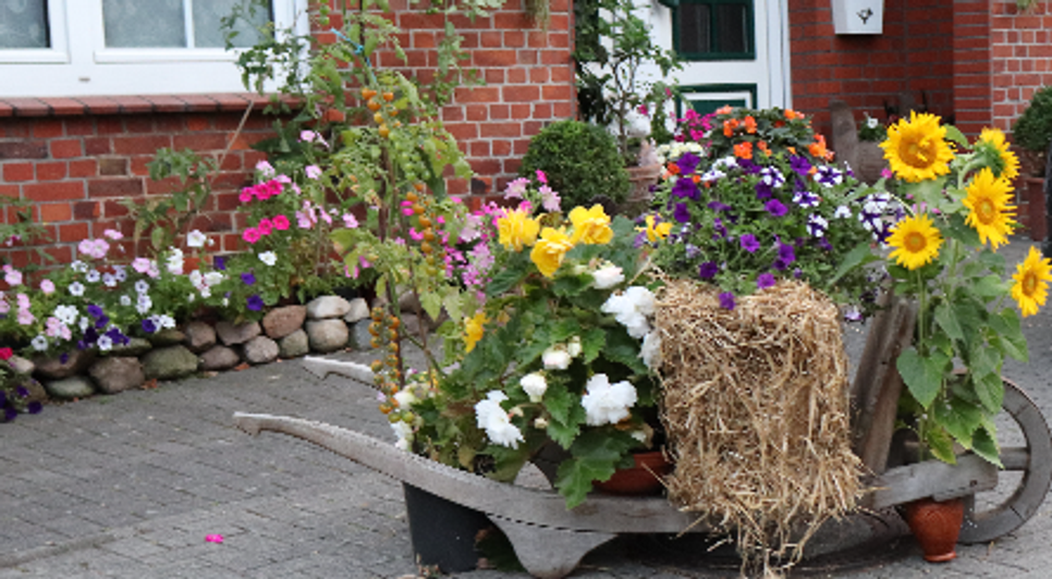 Zum Erntefest findet man überall in Hambergen schönsten Festschmuck, liebevoll gestaltet und sichtbar zur Freude aller platziert.  Foto: eb