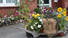 Zum Erntefest findet man überall in Hambergen schönsten Festschmuck, liebevoll gestaltet und sichtbar zur Freude aller platziert.  Foto: eb