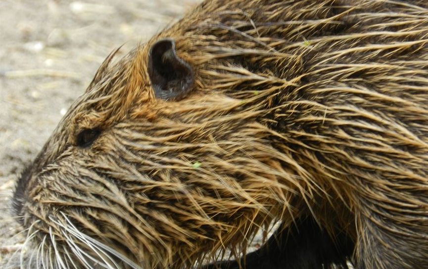 Nutrias warten im Tierpark auf zahlreiche Besucher.  Foto: eb