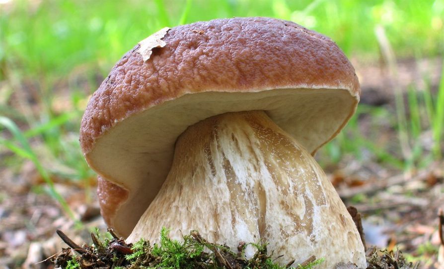 Steinpilze gehören zu den beliebtesten Speisepilzen. Foto: Jürgen Eggers