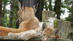 Diese jungen Luchse gibt es im Beverstedter Tierpark Cux-Art zu bestaunen.  Foto: eb