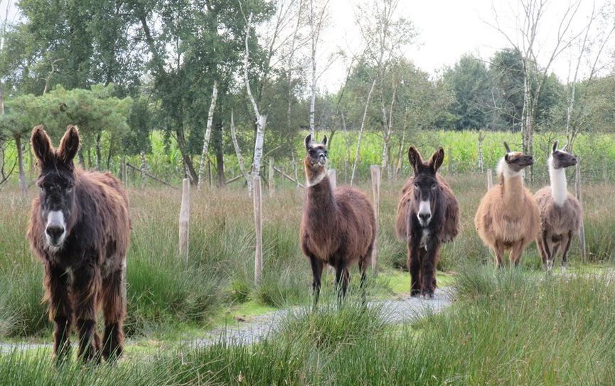 Der“ Patrouille“ im Tierpark Cux-Art entgeht nichts.  Foto: eb