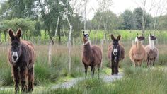 Der“ Patrouille“ im Tierpark Cux-Art entgeht nichts.  Foto: eb