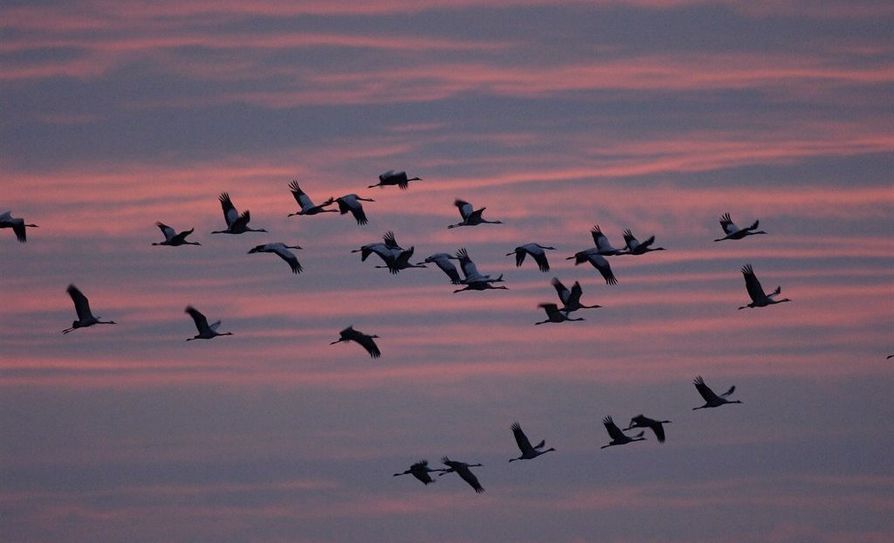 Flug zu den Schlafplätzen. Die NABU-Umweltpyramide bittet vier Termine mit geführten Kranichtouren an, um dieses einizgartige Naturschauspiel nicht zu verpassen. Foto: ©NABU/Tom Dove