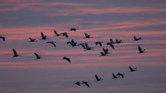 Flug zu den Schlafplätzen. Die NABU-Umweltpyramide bittet vier Termine mit geführten Kranichtouren an, um dieses einizgartige Naturschauspiel nicht zu verpassen. Foto: ©NABU/Tom Dove