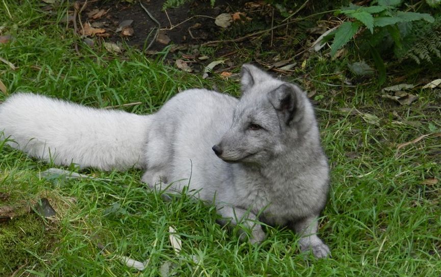 Polarfuchs Dagobert freut sich über viele Besucher. Foto: eb