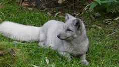 Polarfuchs Dagobert freut sich über viele Besucher. Foto: eb