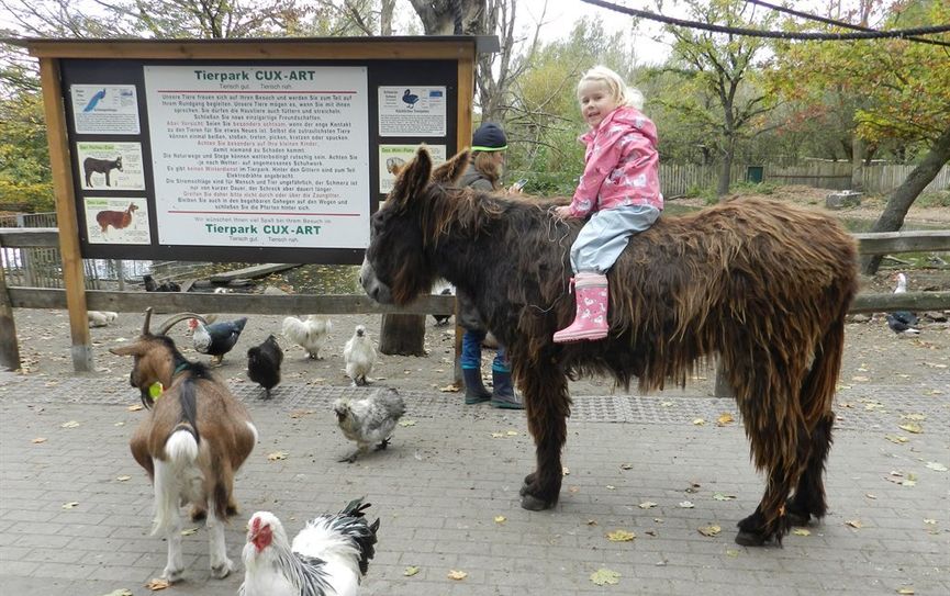 Die Riesenesel freuen sich auf die Besucher. Foto: eb