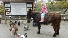 Die Riesenesel freuen sich auf die Besucher. Foto: eb