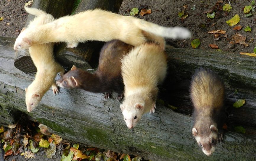 Im Tierpark Cux-Art gibt es jedes Mal viel zu entdecken. Foto: eb