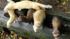 Im Tierpark Cux-Art gibt es jedes Mal viel zu entdecken. Foto: eb