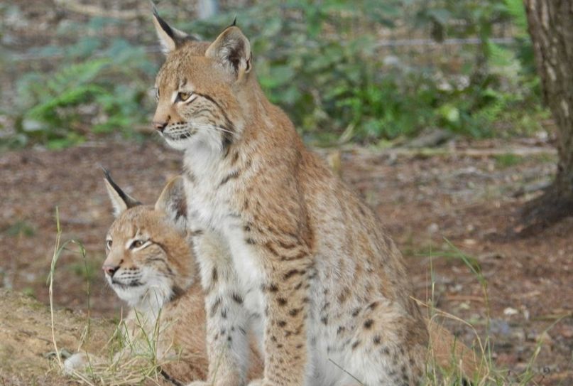 Im Tierpark Cux-Art gibt es viele verschiedene Tiere, unter anderem diese Luchse, zu bestaunen.  Foto: eb