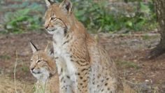 Im Tierpark Cux-Art gibt es viele verschiedene Tiere, unter anderem diese Luchse, zu bestaunen.  Foto: eb