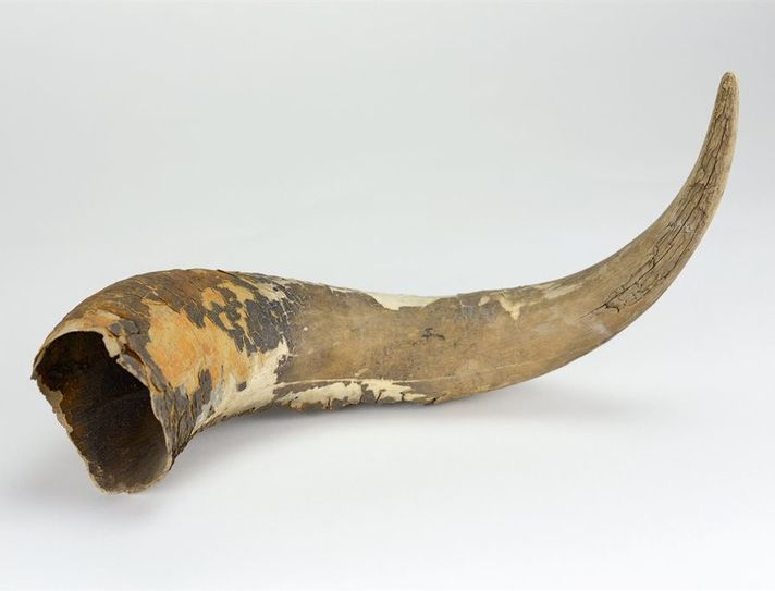 Funde von ausgestorbenen Tieren wie dieses Horn eines Auerochsen zeigt das Bachmann-Museum.  Foto: eb