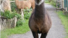 Tiere hautnah: Lama Horst schlendert auf den Wegen des Tierparks.  Foto: eb