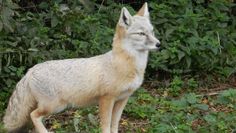 Der Steppenfuchs Rasputin sowie seine „tierischen“ Kollegen warten im Tierpark Cux-Art auf viele Besucher.  Foto: eb