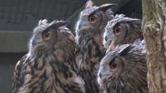 Uhus sowie viele andere Tiere warten im Tierpark auf Besucher. 
 Foto: eb