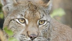 Luchs Lissy wartet im Beverstedter Tierpark auf viele Besucher.  Foto: eb