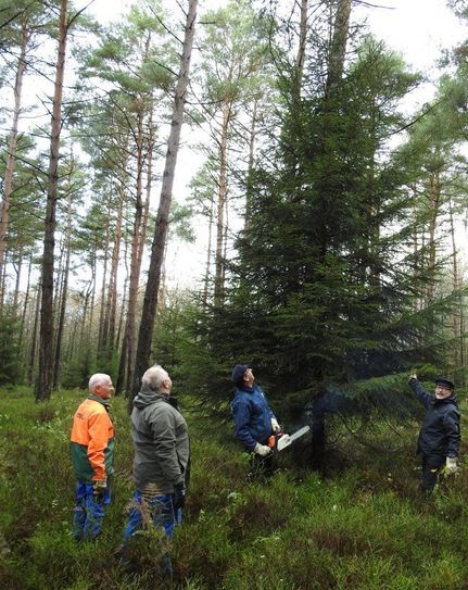 „Findorffs Erben“ haben den richtigen Baum gefunden, nach Rücksprache mit dem Förster darf der Baum gefällt werden. Aber: Der Mann an der Motorsäge musste noch die nötige Schutzkleidung anlegen, damit ihm nichts passiert. Foto: eb