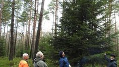 „Findorffs Erben“ haben den richtigen Baum gefunden, nach Rücksprache mit dem Förster darf der Baum gefällt werden. Aber: Der Mann an der Motorsäge musste noch die nötige Schutzkleidung anlegen, damit ihm nichts passiert. Foto: eb