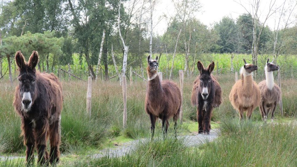 Esel und Lamas begleiten die Besucher bei ihrem Rundgang durch den Beverstedter Tierpark.  Foto: eb