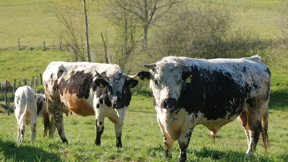 Das Pustertaler Rind gehört zu den ältesten Rinderrassen überhaupt. Foto: Milerski