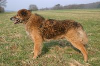 Der Westerwälder Kuhhund stammt aus dem rauen Westerwald.Foto: Simantke