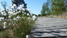 Entspannung in der Natur beim Wandern über den Bohlenweg im Pietzmoor“  Foto: Dirk Mertens