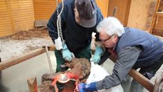 Bernd Wiedenroth hat den Nestkern entfernt und verstaut ihn. Gerd Büschking hilft beim Einsacken des Ameisenvolkes.
 Foto: Sierk/Niedersächsische Landesforsten