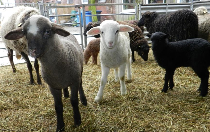 Zurzeit gibt es viele neugeborene Lämmer im Tierpark Cux-Art zu bewundern. Foto: eb