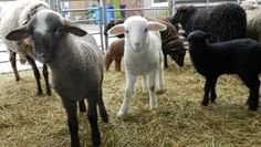 Zurzeit gibt es viele neugeborene Lämmer im Tierpark Cux-Art zu bewundern. Foto: eb