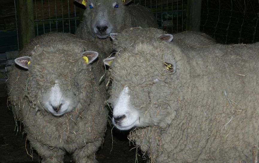 Ryeland-Schafe, eine Hausschafrasse, die aus dem Gebiet des Here­fordshires in Westengland stammt und zu den ältesten Schafrassen Englands zählt. Foto: eb