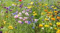 Bunte Vielfalt statt Einheitsrasen: Blumenwiesen schaffen neue Lebensräume für bedrohte Insektenarten. Foto: djd/CUXIN DCM