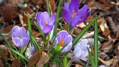 Sie melden den Frühling an: die Blüten der Krokusse.   Foto: Heins