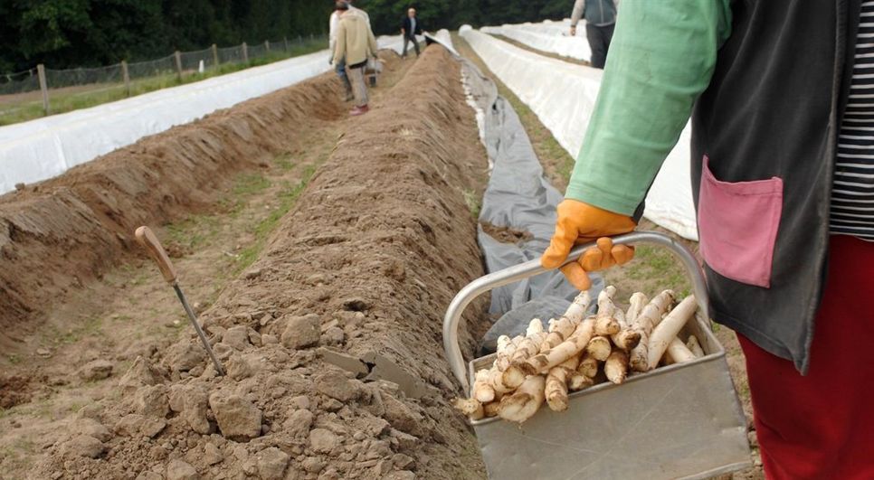 Auch an der frischen Luft bei der Erntearbeit auf dem Feld müssen die Hygieneregeln zur Eindämmung des Corona-Virus eingehalten werden. Ebenso der Mindestlohn.   Foto: adobestock/G. Seybert