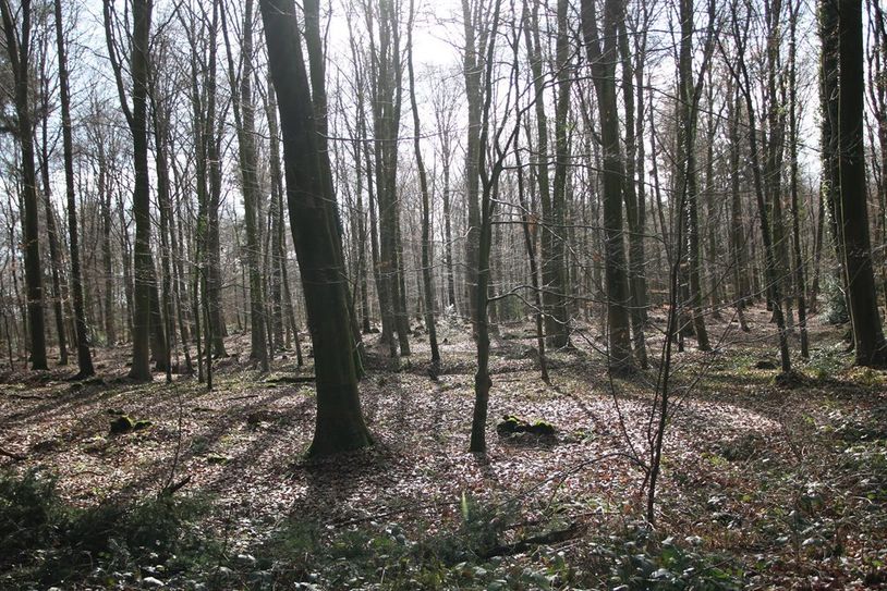 Damit die ausgewählten Friedwaldbäume sich vital und gesund entwickeln können, müssen sie gepflegt werden. Bedrängende Nachbarbäume müssen entnommen werden.    Foto: Niedersächsische Landesforsten