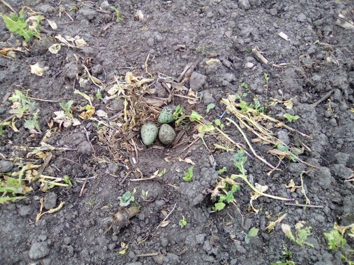 Das erste Gelege des Großen Brachvogels.  Foto: Bärbel Brandt