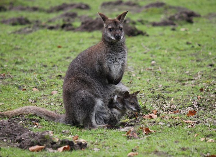 Rund 200 Tiere leben im Tiergarten Ludwigslust. Die Grüne Jugend aus Ritterhude sammelt aktuell Spenden, um dem Betrieb in der Corona-Krise zu helfen.  Foto: eb