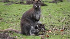 Rund 200 Tiere leben im Tiergarten Ludwigslust. Die Grüne Jugend aus Ritterhude sammelt aktuell Spenden, um dem Betrieb in der Corona-Krise zu helfen.  Foto: eb