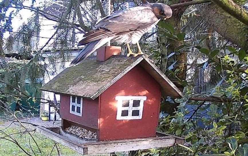 Dieses Foto erlangte den zweiten Platz in der Kategorie „Irrgäste“. Foto: Weber