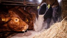 Jeden Morgen früh füttern, aber jetzt selbst auf Diät: Wer in der Landwirtschaft arbeitet, muss künftig um die Zusatzrente fürchten. Davor warnt die Agrar-Gewerkschaft IG BAU.  Foto: eb