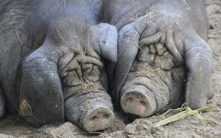 Die chinesischen Maskenschweine Su und Wang.  Foto: eb