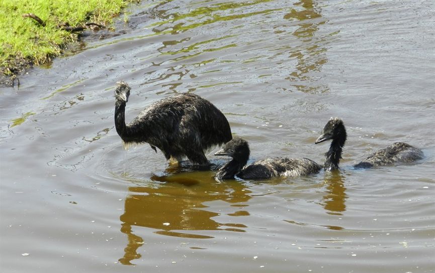 Die drei Emu-Jungen nehmen ein erfrischendes Bad.  Foto: eb