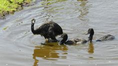 Die drei Emu-Jungen nehmen ein erfrischendes Bad.  Foto: eb