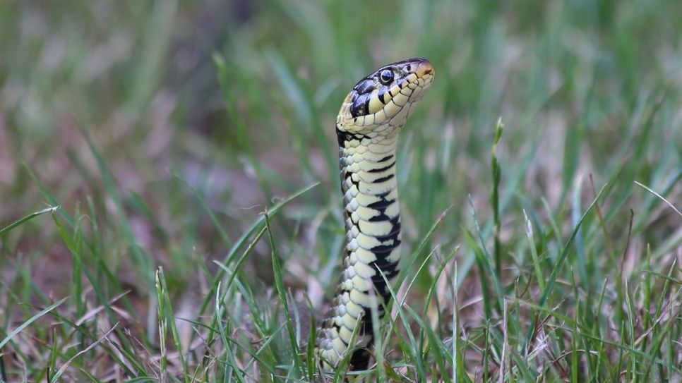 Da hat sich doch tatsächlich eine ausgewachsene Ringelnatter in unseren Garten verirrt. Dabei ist unsere trockene Gegend nicht das normale Habitat.