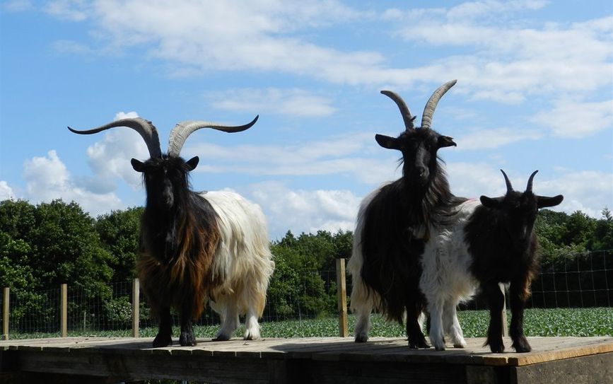 Waliser Schwarzhalsziegen.  Foto: eb